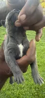 Blue Male 6, a male Cane Corso for sale in Senoia, GA – 4 of 5