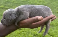 Blue Female 2, a male Cane Corso for sale in Senoia, GA – 3 of 4