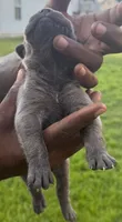 Brindle Male 3, a male Cane Corso for sale in Senoia, GA – 6 of 7