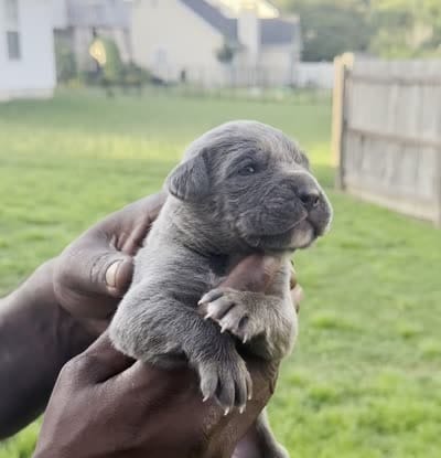 Brindle Male 2, a male Cane Corso for sale in Senoia, GA – 6 of 6