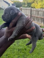 Blue Male 6, a male Cane Corso for sale in Senoia, GA – 3 of 5