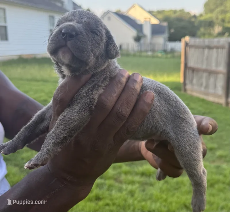 Brindle Male 4, a male Cane Corso for sale in Senoia, GA – 1 of 5