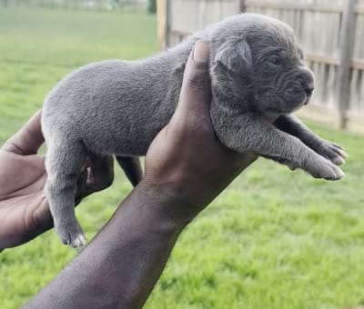 Brindle Female 3, a female Cane Corso for sale in Senoia, GA – 6 of 6