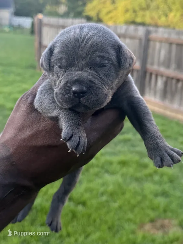 Blue Male 6 – Cane Corso puppy for sale in Senoia, GA
