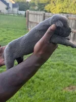Blue Male 6, a male Cane Corso for sale in Senoia, GA – 2 of 5