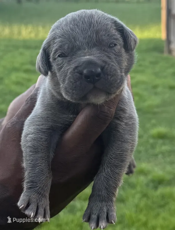 Brindle Male 2 – Cane Corso puppy for sale in Senoia, GA