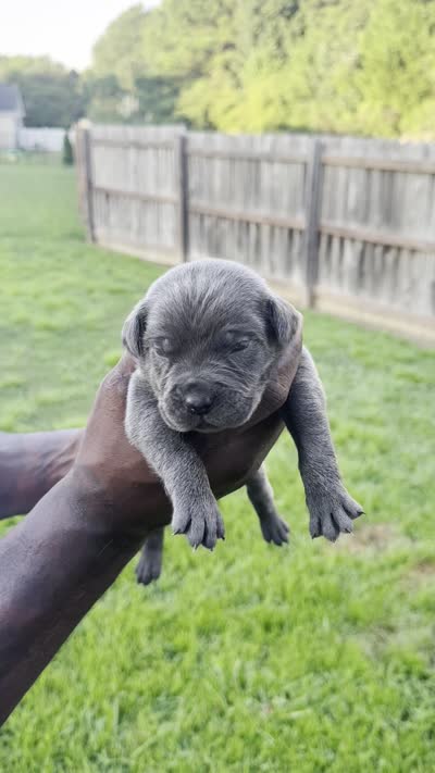 Blue Male 6, a male Cane Corso for sale in Senoia, GA – 5 of 5