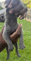 Blue Male 6, a male Cane Corso for sale in Senoia, GA – 4 of 5
