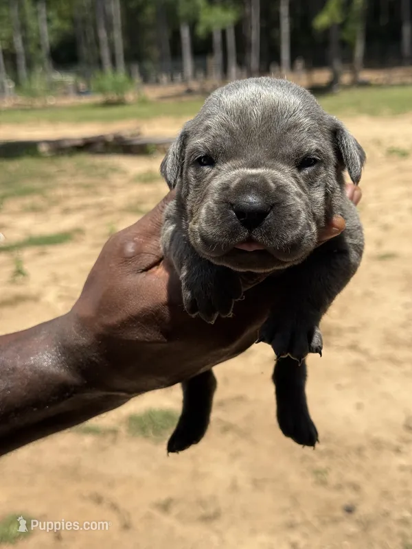 Blue Female – Cane Corso puppy for sale in Senoia, GA