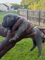Blue Male 4, a male Cane Corso for sale in Senoia, GA – 4 of 6