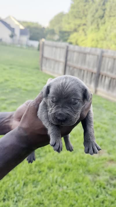 Blue Male 4, a male Cane Corso for sale in Senoia, GA – 6 of 6