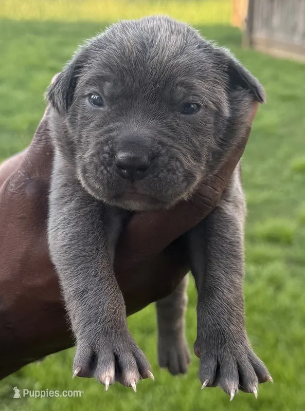 Blue Male 1 – Cane Corso puppy for sale in Senoia, GA