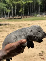 Blue Male, a male Cane Corso for sale in Senoia, GA – 2 of 4