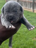 Brindle Female 3, a female Cane Corso for sale in Senoia, GA – 2 of 6