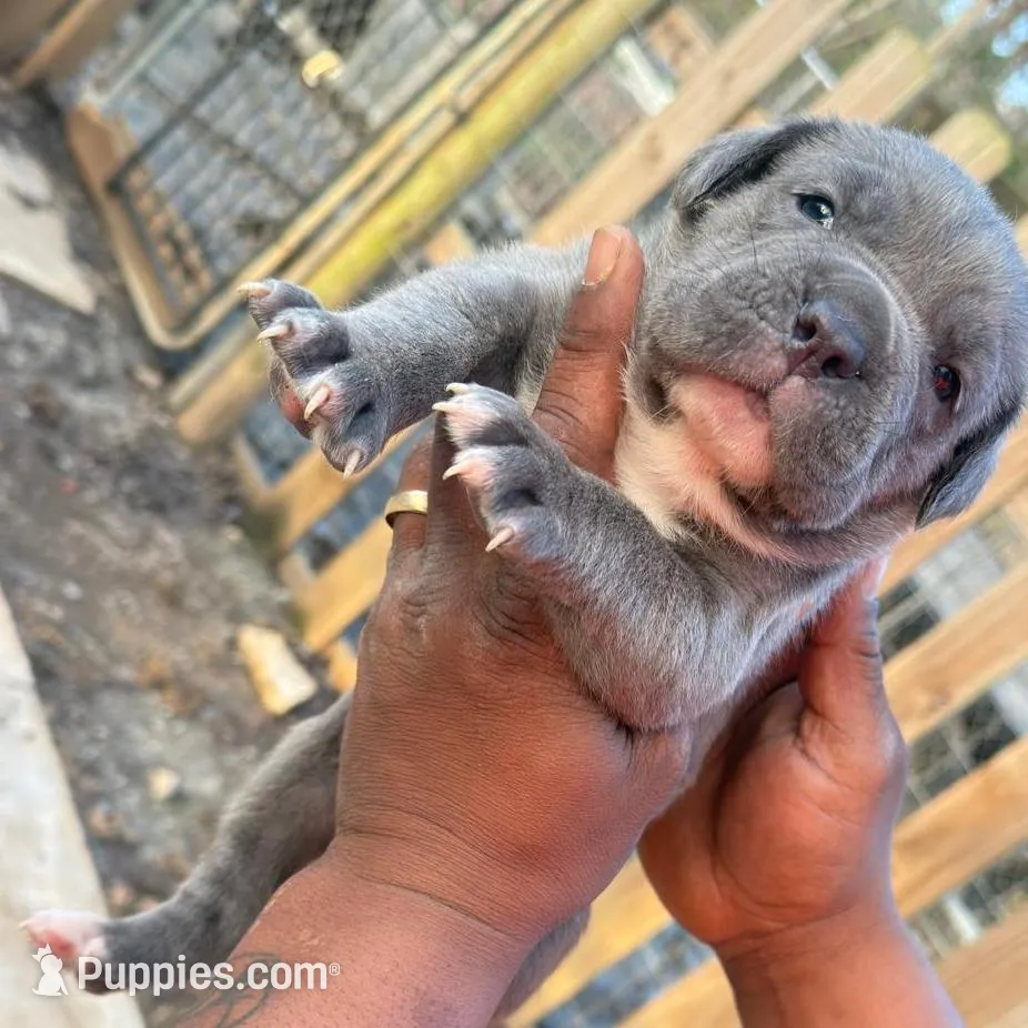 Spanky, a male Cane Corso for sale in Senoia, GA – Photo 3 of 3