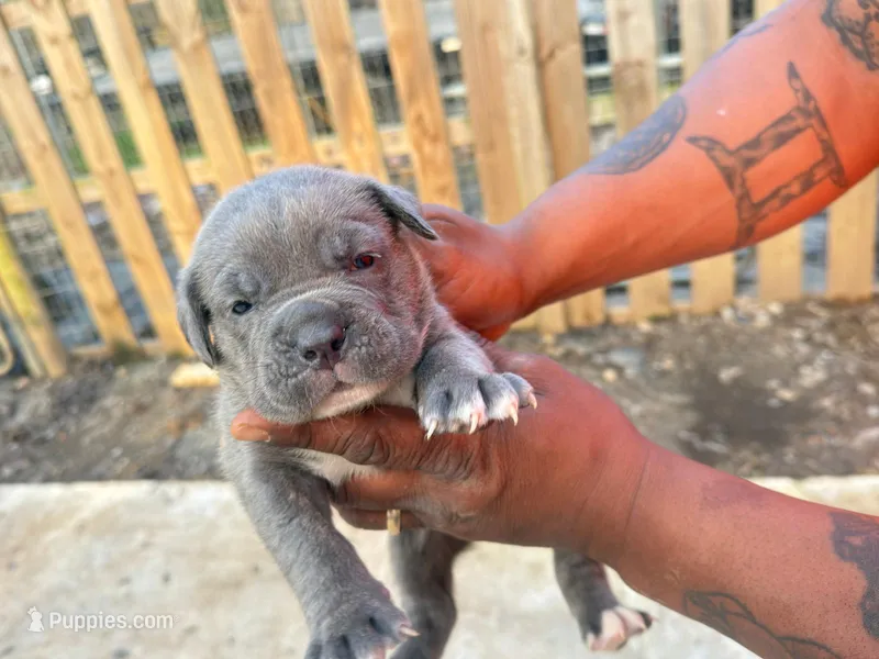 Spanky – Cane Corso puppy for sale in Senoia, GA