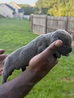 Blue Male 6, a male Cane Corso for sale in Senoia, GA – 2 of 5