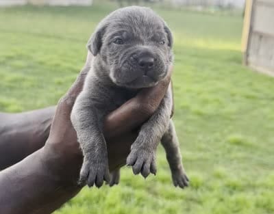 Brindle Male 3, a male Cane Corso for sale in Senoia, GA – 7 of 7