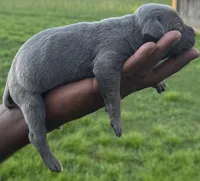 Blue Female 2, a male Cane Corso for sale in Senoia, GA – 2 of 4