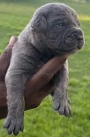 Brindle Male 3, a male Cane Corso for sale in Senoia, GA – 5 of 7