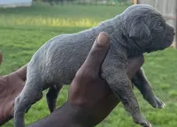 Brindle Male 4, a male Cane Corso for sale in Senoia, GA – 2 of 5
