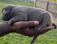 Brindle Male 3, a male Cane Corso for sale in Senoia, GA – 3 of 7