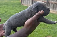 Blue Male 3, a male Cane Corso for sale in Senoia, GA – 2 of 5