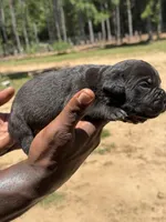 Black Male 2, a male Cane Corso for sale in Senoia, GA – 2 of 3