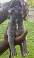 Blue Male 1, a male Cane Corso for sale in Senoia, GA – 2 of 4