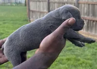 Blue Male 4, a male Cane Corso for sale in Senoia, GA – 3 of 6