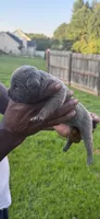 Blue Male 6, a male Cane Corso for sale in Senoia, GA – 3 of 5