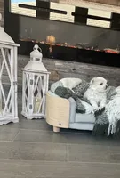Gabriel, a male Maltese for sale in Port Saint Lucie, FL – 4 of 4