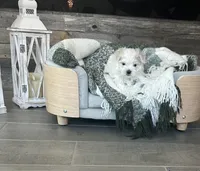 Gabriel, a male Maltese for sale in Port Saint Lucie, FL – 2 of 4