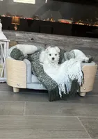 Snow, a male Maltese for sale in Port Saint Lucie, FL – 4 of 5