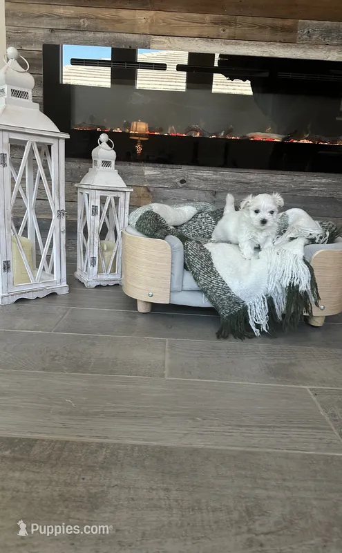 Snow – Maltese puppy for sale in Port Saint Lucie, FL