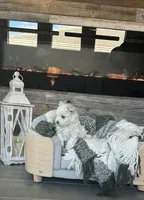 Flower, a female Maltese for sale in Port Saint Lucie, FL – 4 of 4