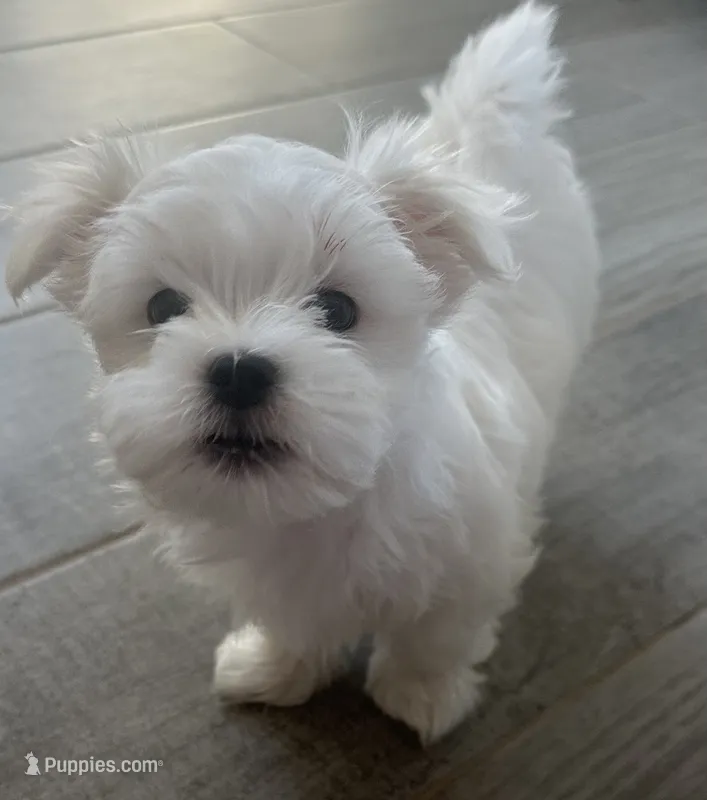 Snow – Maltese puppy for sale in Port Saint Lucie, FL