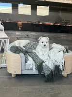 Zeus, a male Maltese for sale in Port Saint Lucie, FL – 3 of 4
