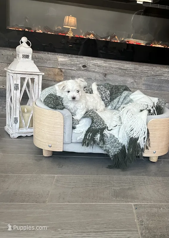 Flower – Maltese puppy for sale in Port Saint Lucie, FL