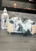 Flower, a female Maltese for sale in Port Saint Lucie, FL – 1 of 4