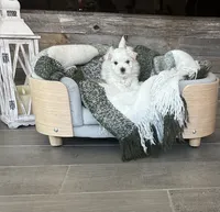 Snow, a male Maltese for sale in Port Saint Lucie, FL – 3 of 5
