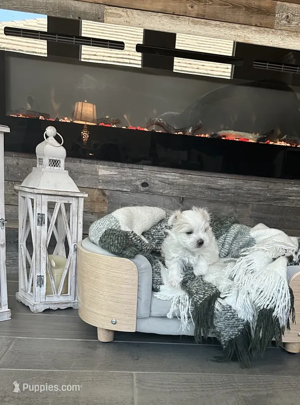 Gabriel – Maltese puppy for sale in Port Saint Lucie, FL