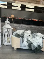 Gabriel, a male Maltese for sale in Port Saint Lucie, FL – 1 of 4