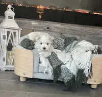Flower, a female Maltese for sale in Port Saint Lucie, FL – 2 of 4