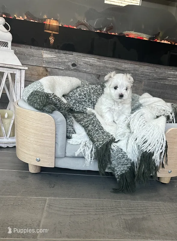 Zeus – Maltese puppy for sale in Port Saint Lucie, FL