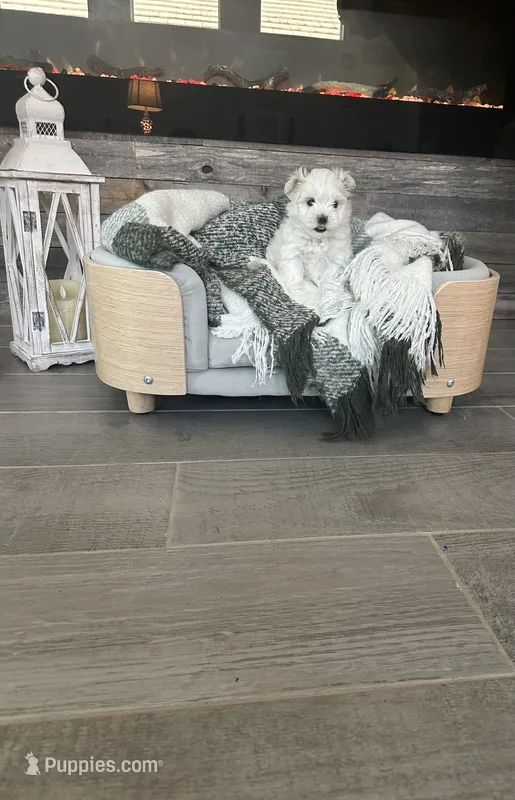 Zeus – Maltese puppy for sale in Port Saint Lucie, FL