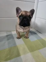 FEMALE #1, a female French Bulldog for sale in Allen, MI – Photo 2 of 6