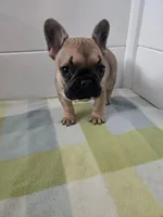 FEMALE #1, a female French Bulldog for sale in Allen, MI – Photo 3 of 6