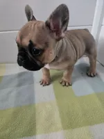 FEMALE #1, a female French Bulldog for sale in Allen, MI – Photo 4 of 6