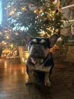 FEMALE #1, a female French Bulldog for sale in Allen, MI – Photo 6 of 6
